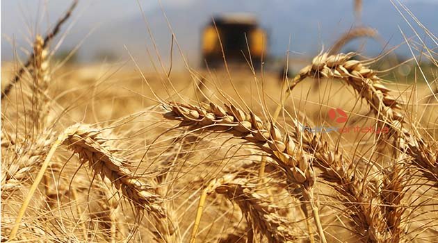 Türkiye’nin ilk buğday hasatı Antalya’da başladı