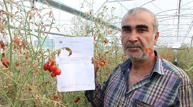 ‘Tuta’ yüzünden binlerce ton domates çöpe gitti