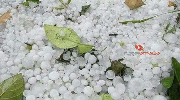 Uluborlu kirazını afet vurdu, 48 milyonluk kayıp var