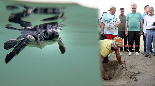 VALİ KARALOĞLU: CARETTA CARETTALARIN DA VALİSİYİM