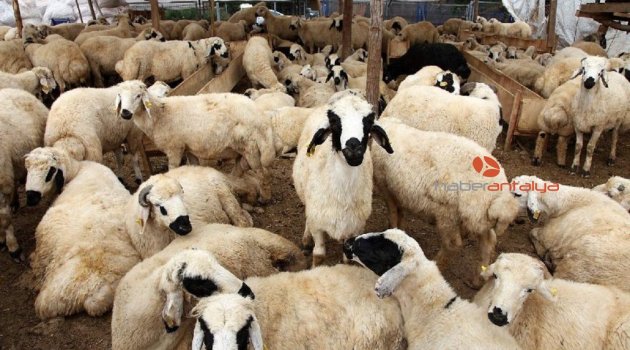 Vekaleten kurban bağışı bedelleri açıklandı