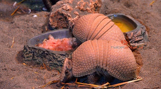 Wild Park'a armadillo geldi