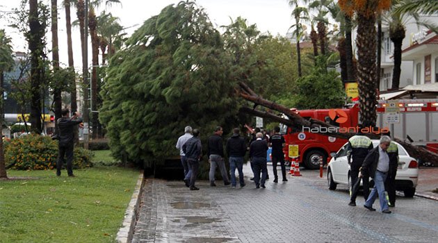 Yağmura dayanamayan dev ağaç taksinin üzerine devrildi