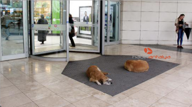 Yağmurdan kaçan sokak köpekleri AVM'ye sığındı