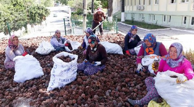 Yanan yerleri kozalak tohumu yeşertecek