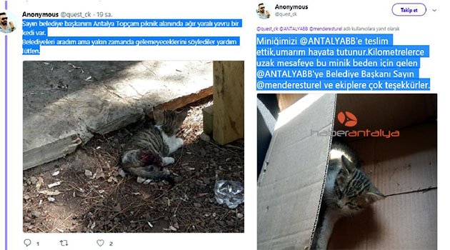 Yaralı kedi için Türel'den yardım istedi