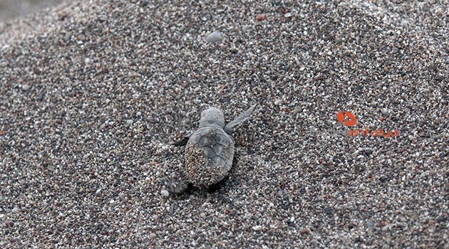Yavru caretta caretta'lar denizle buluştu