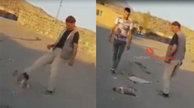 Yavru köpeğe tekme attı, sosyal medya ayağa kalktı!