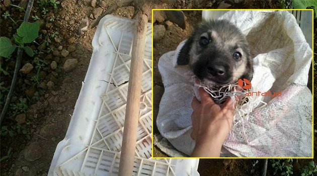 Yavru köpeği çuvala koyup üzerini meyve kasasıyla kapatıp ölüme terk ettiler