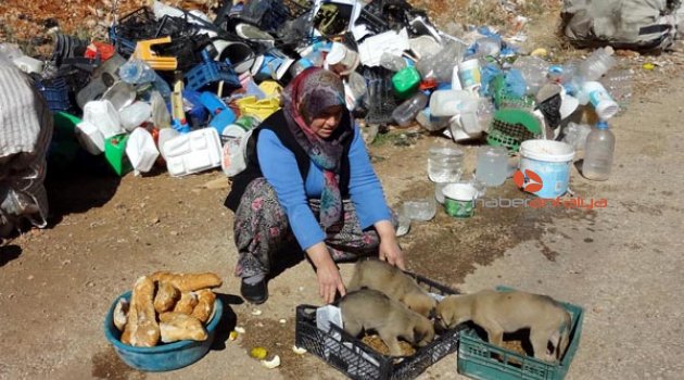 YAVRU KÖPEKLER İÇİN DESTEK BEKLİYORLAR