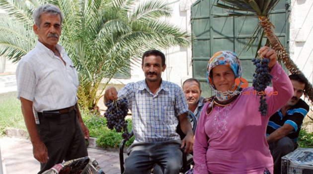 Yazır'da üzüm hasadı başladı