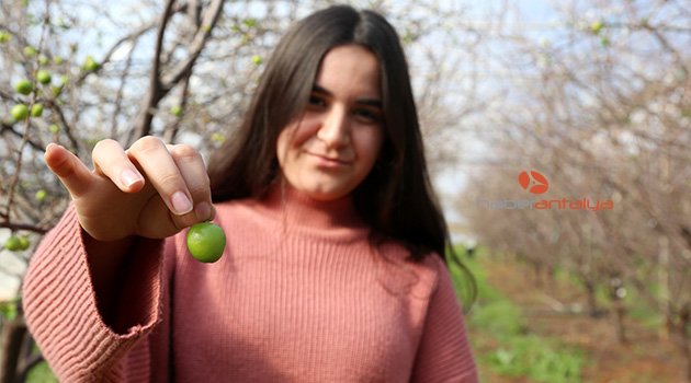 Yılın ilk eriğinin tanesi 12,5 lira