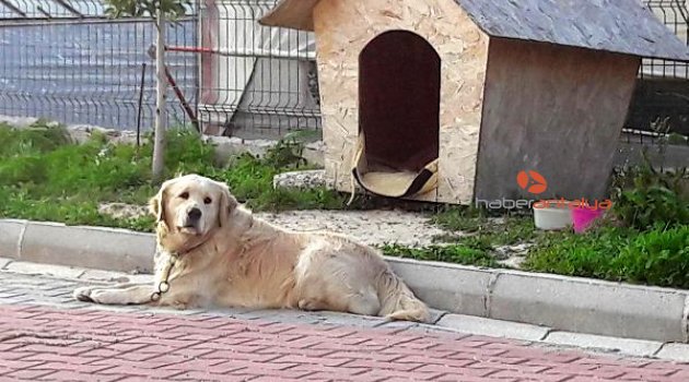 Yine hayvan katliamı: Üç köpek zehirlenerek öldürüldü