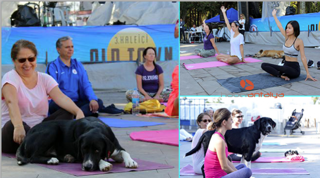 Yoga etkinliğinde sokak köpekleri sürprizi