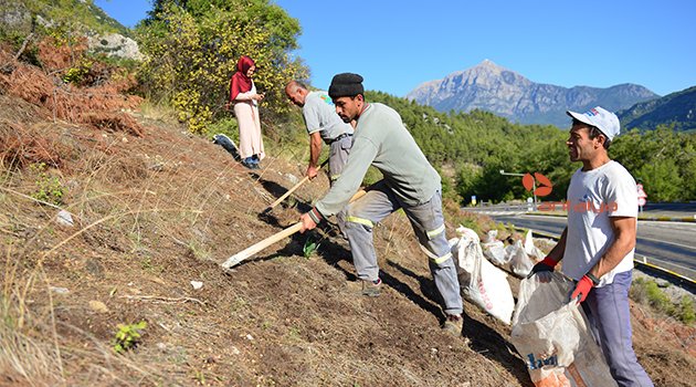 Yol çalışması alanındaki endemik Belen bezelyesine özel koruma