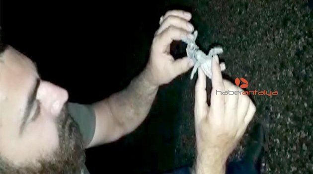 Yolunu kaybeden yavru caretta carettalara yardım eli