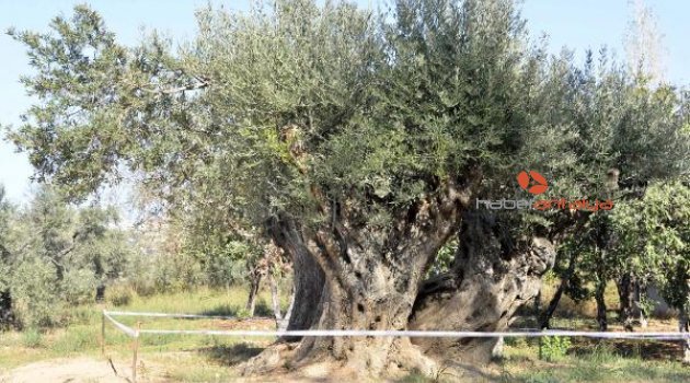 Zeytin ağacı ihracatındaki yasağın kaldırılması istendi