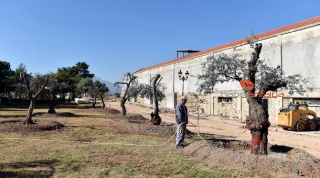 Zeytin ağaçları Kepez'de korunuyor