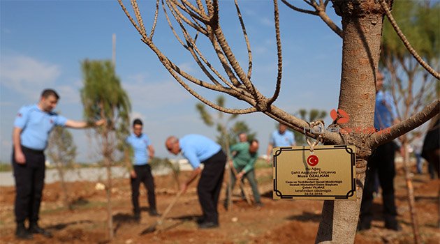 Zeytin Dalı Harekatı'nın ilk şehidi için hatıra ormanı