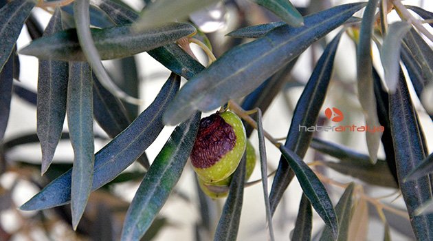Zeytin sineği tehdidi