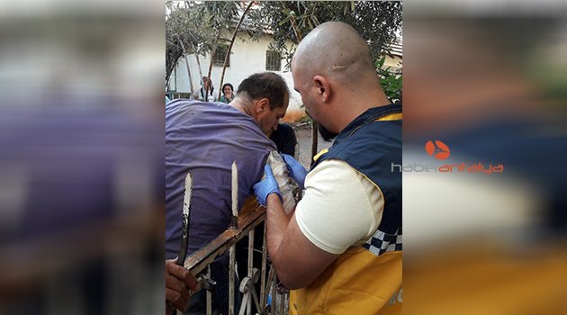 Zeytin toplarken ağaçtan düştü, koluna korkuluk demiri saplandı