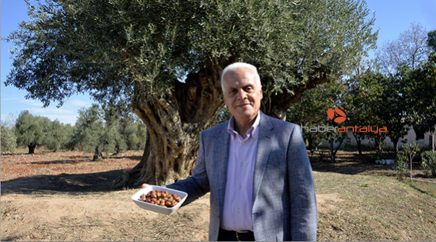 Zeytinler açık artırmada