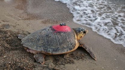 Caretta caretta 'Tuba', iki ayda 7 bin 500 kilometre katetti