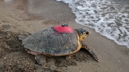 Caretta caretta 'Tuba', iki ayda 7 bin 500 kilometre katetti