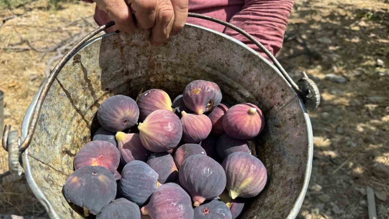 Antalya’da siyah incir hasadında sona gelindi