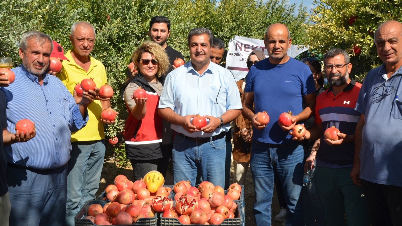 Serik&#039;te nar hasadı başladı