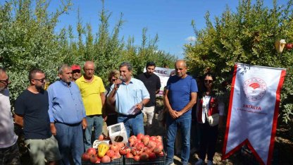 Serik'te nar hasadı başladı