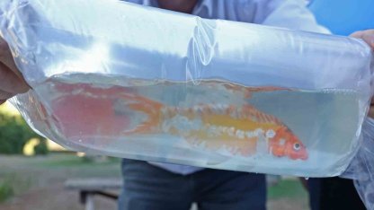 Tayland’tan süs balıkları, Tokat’tan horoz, İstanbul’dan kalkan balığı