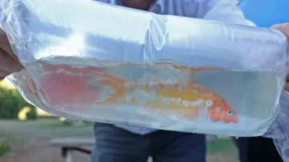 Tayland’tan süs balıkları, Tokat’tan horoz, İstanbul’dan kalkan balığı