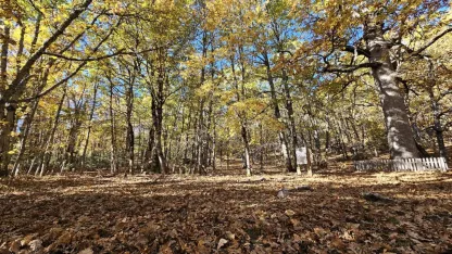 Dünyadaki tek kasnak meşesi ormanına izinsiz girmenin cezası 557 bin TL