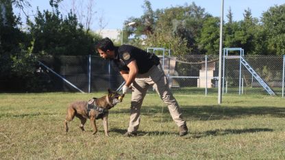 Narkotik köpeklerinin sıra dışı eğitimi; madde değil, oyuncağını arıyor