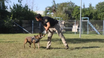 Narkotik köpeklerinin sıra dışı eğitimi; madde değil, oyuncağını arıyor