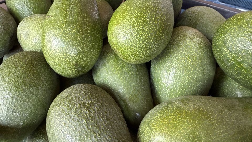 Alanya avokadosunda rekolte beklentisi 150 milyon adet