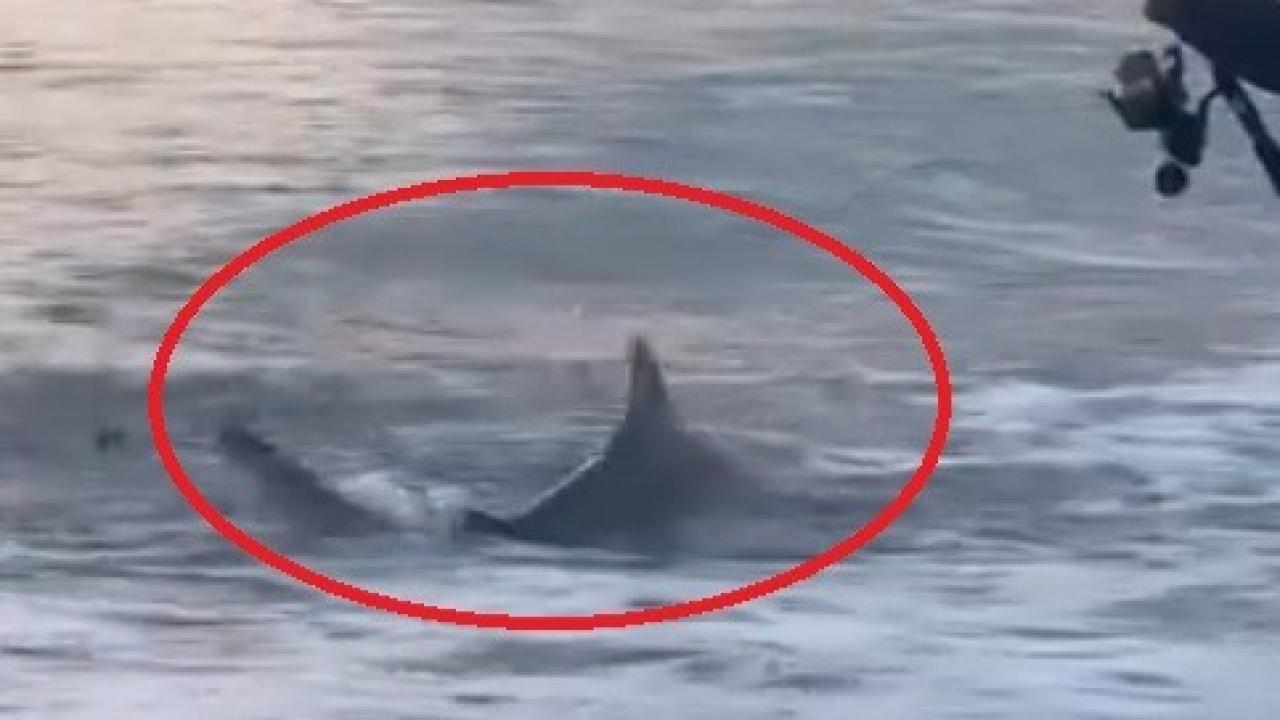 Amatör kıyı balıkçısının oltasına köpek balığı takıldı