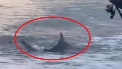 Amatör kıyı balıkçısının oltasına köpek balığı takıldı