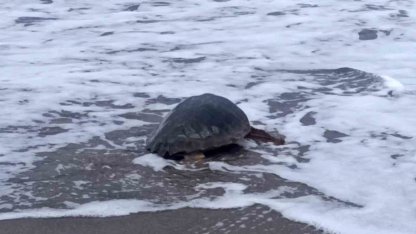 Antalya’da yaralı bulunan Caretta caretta tedavisinin ardından yeniden özgürlüğe kavuştu