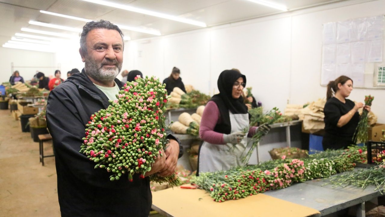 Avrupa ülkelerine 12 milyon dolarlık yılbaşı çiçeği