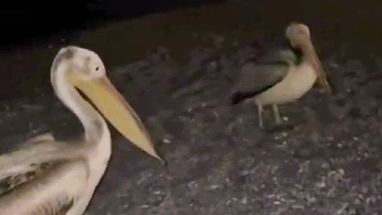 Dünyaca ünlü sahilde pelikan şaşkınlığı