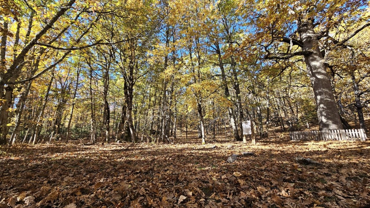 Dünyadaki tek kasnak meşesi ormanına izinsiz girmenin cezası 557 bin TL