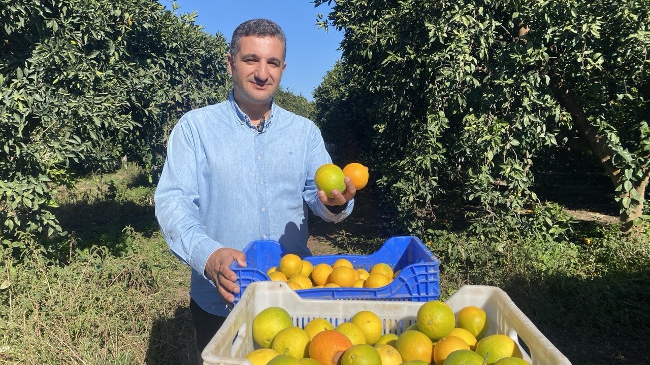 Finike’de portakal sezonu başladı, 250 bin ton rekolte bekleniyor