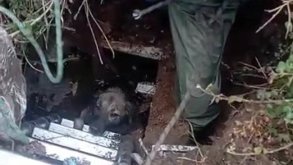 Foseptik çukuruna düşen köpeği itfaiye kurtardı