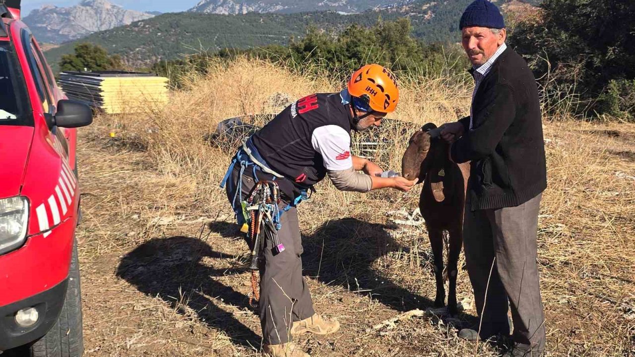 Kaya oyuğuna düşen ve 3 gün mahsur kalan keçi, film gibi operasyonla kurtarıldı