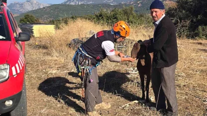 Kaya oyuğuna düşen ve 3 gün mahsur kalan keçi, film gibi operasyonla kurtarıldı