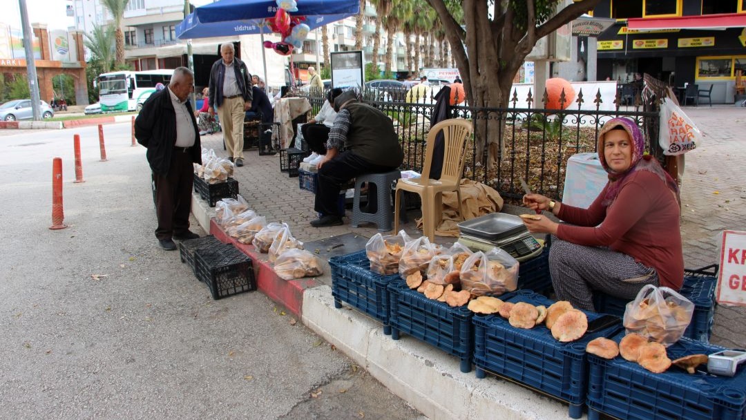 Mantar geçim kaynakları oldu