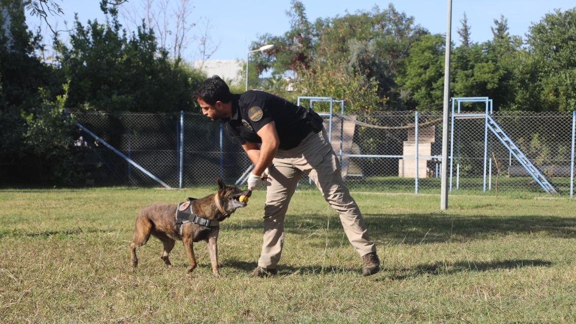 Narkotik köpeklerinin sıra dışı eğitimi; madde değil, oyuncağını arıyor