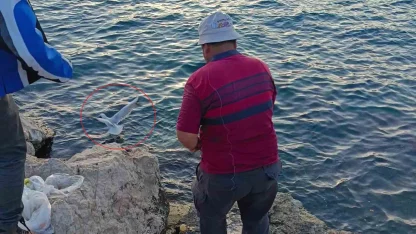 Oltaya bu kez balık yerine martı takıldı